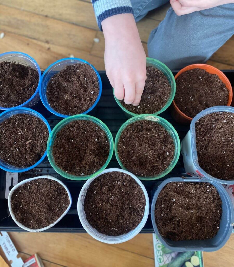A child adding seeds to pots of soil.