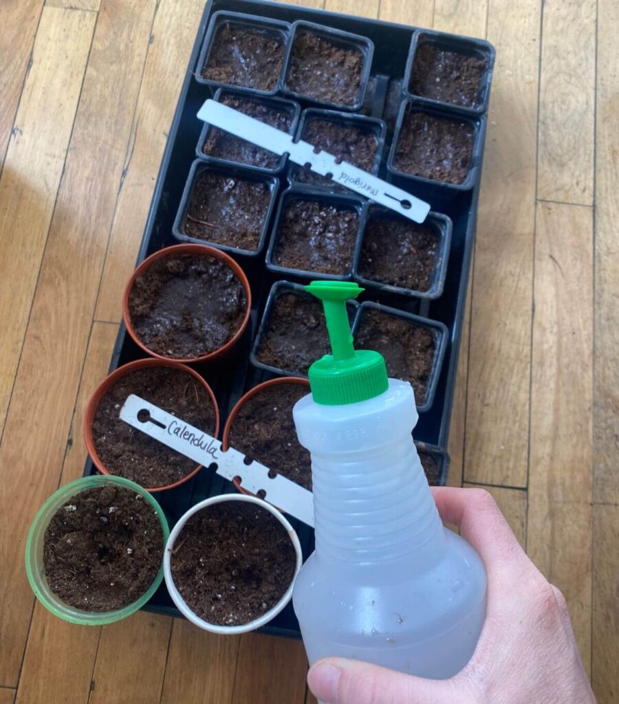 Watering the soil for seedlings in pots in a tray.