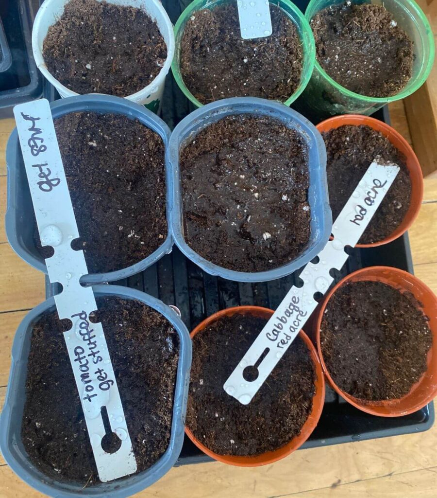 Pots of moist soil labelled by seed in a tray
