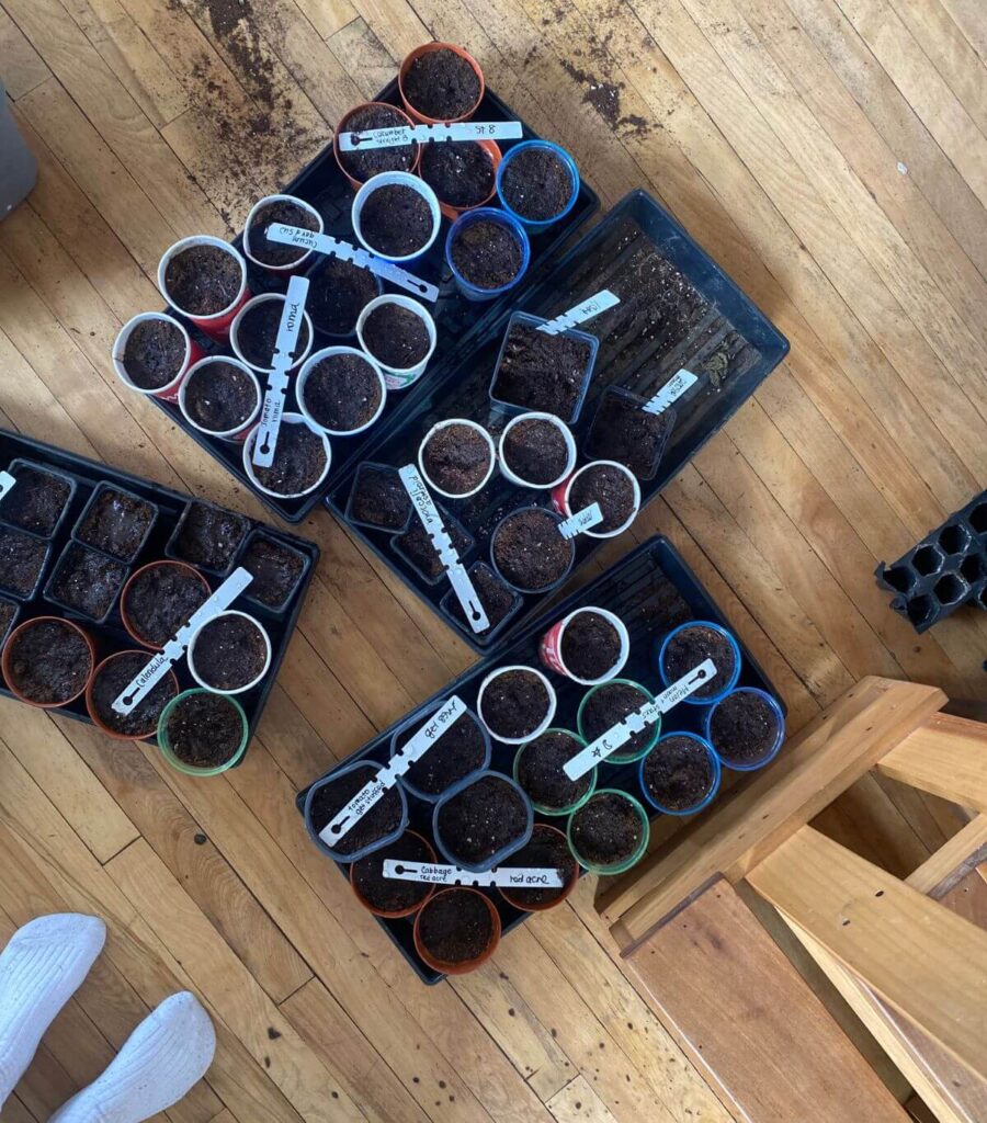 Overhead shot of seeds starting in pots of soil labelled in trays.