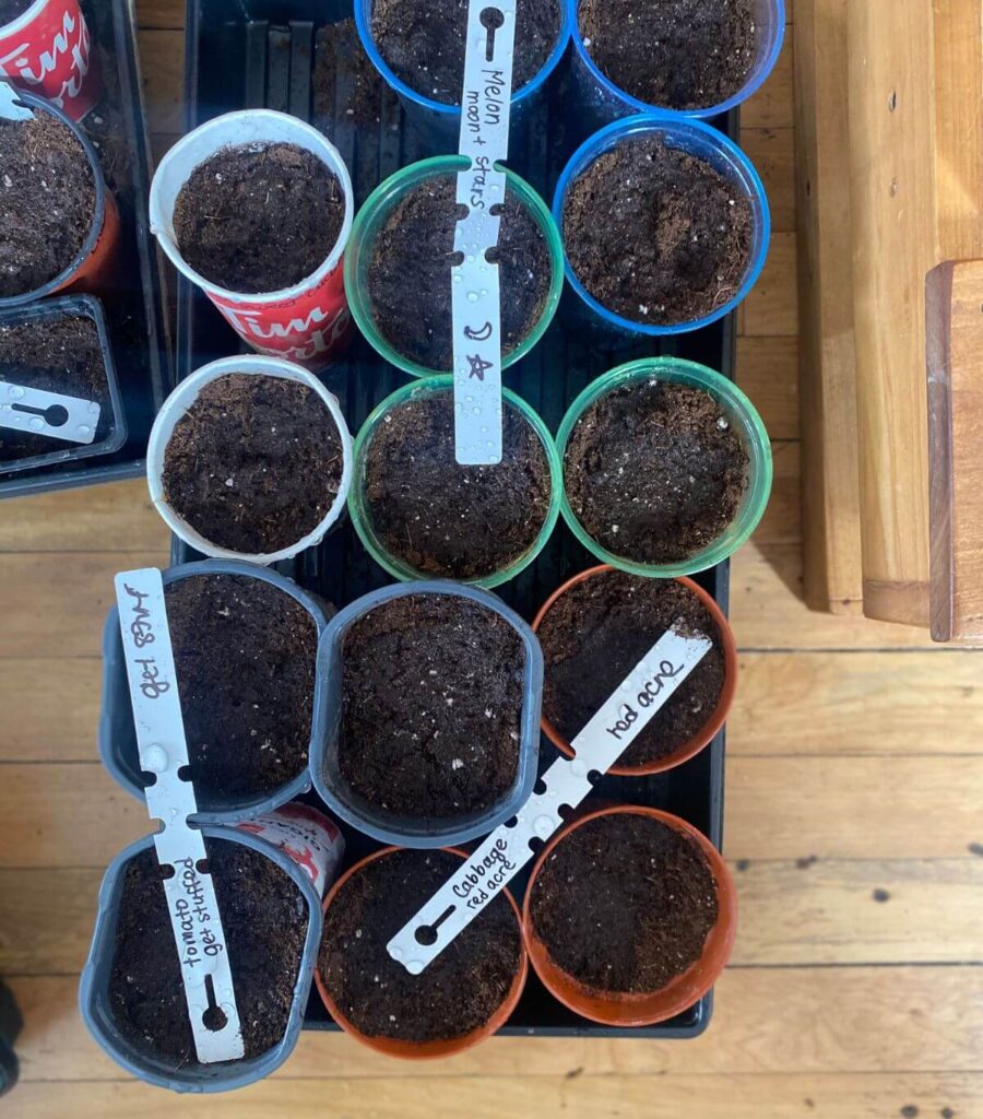A tray of flower pots full of soil labelled.
