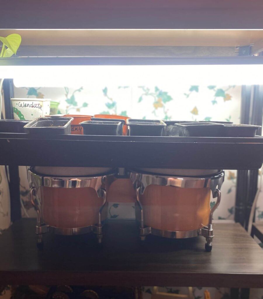 A tray of seedlings sitting on bongos so that they are close to the grow lights.