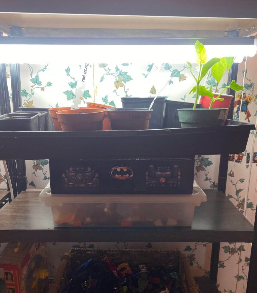 A tray of seedlings propped up on items to get closer to the grow lights.