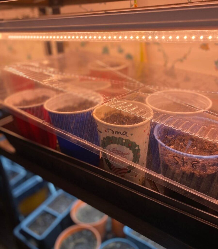 Close up of seedling trays under grow lights.