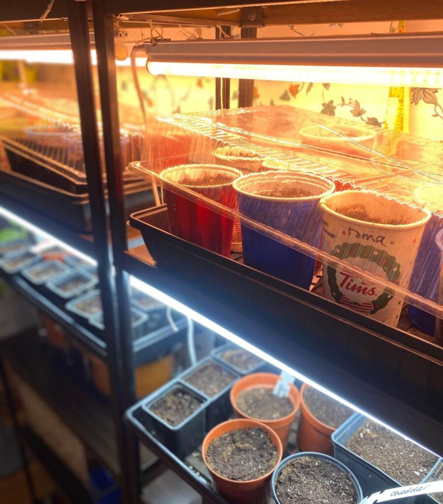 Close up of seedling trays with various kinds of cups, labelled with lids on and grow lights on.