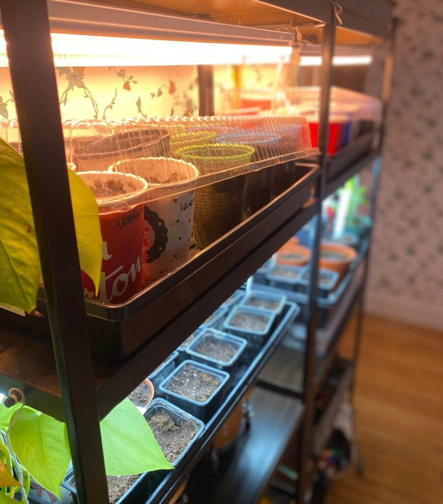 Shelves of seedling trays with grow lights