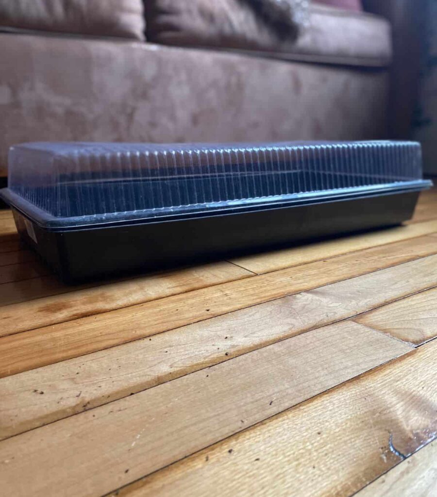 Empty seedling tray with lid